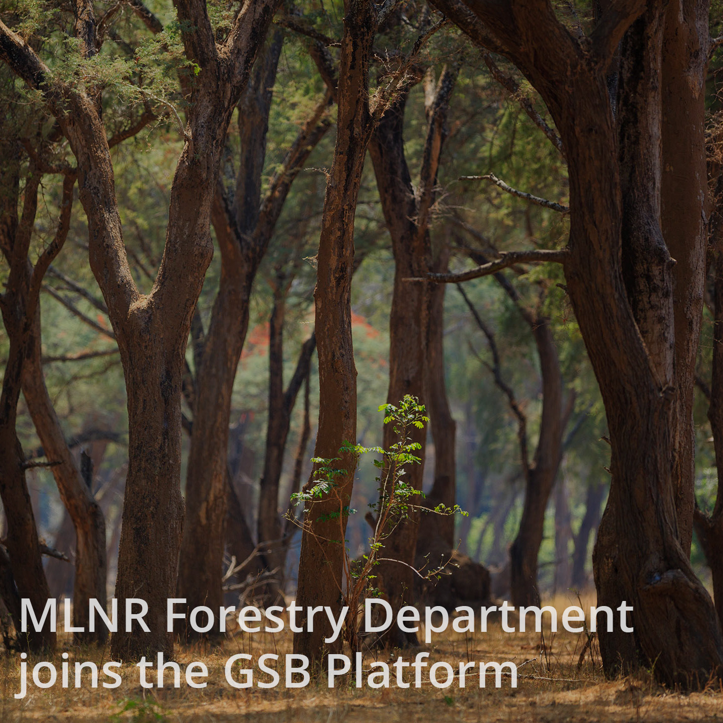 Department of Forestry joins the GSB Platform